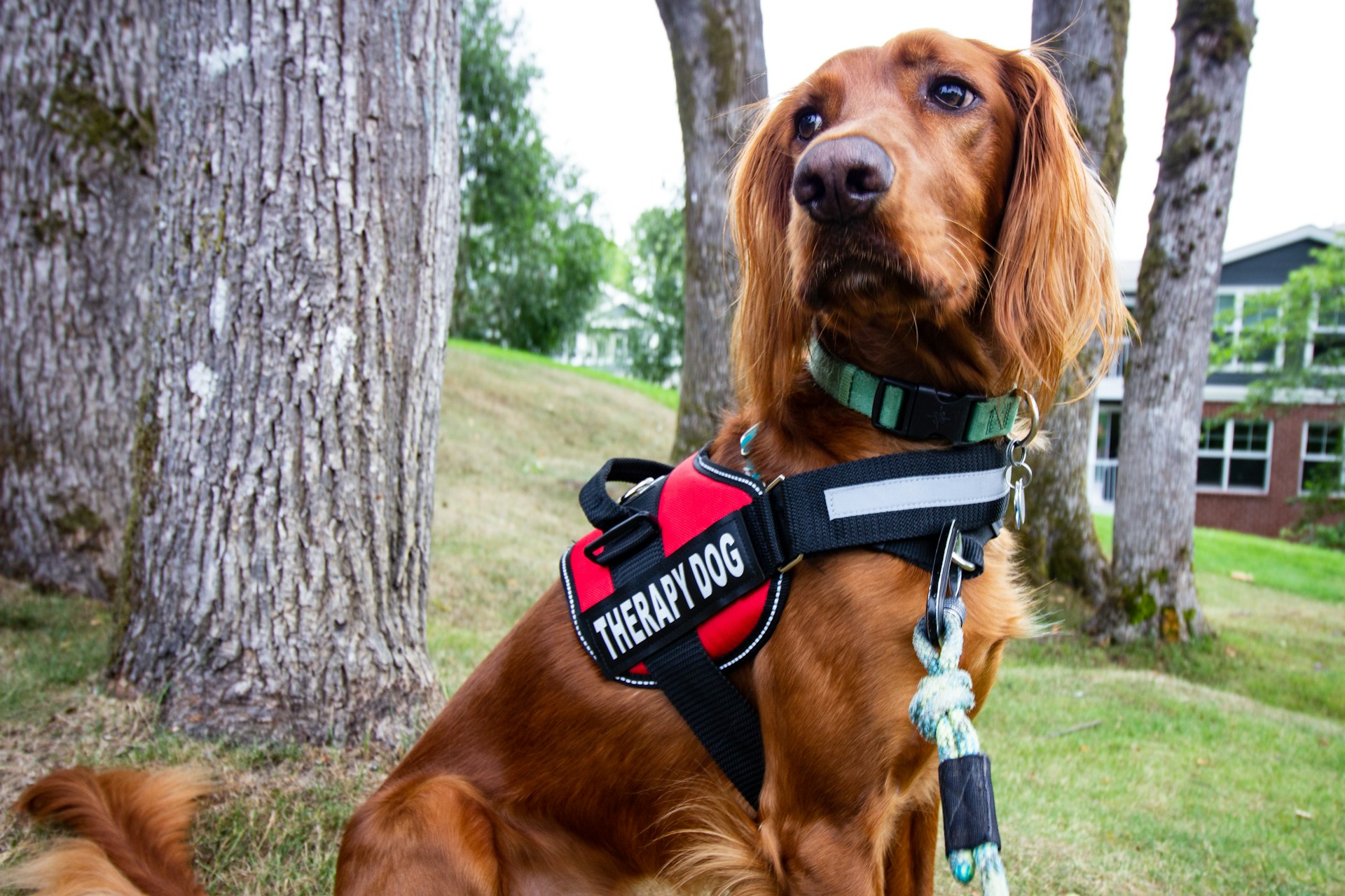 The Many Roles of Support Dogs