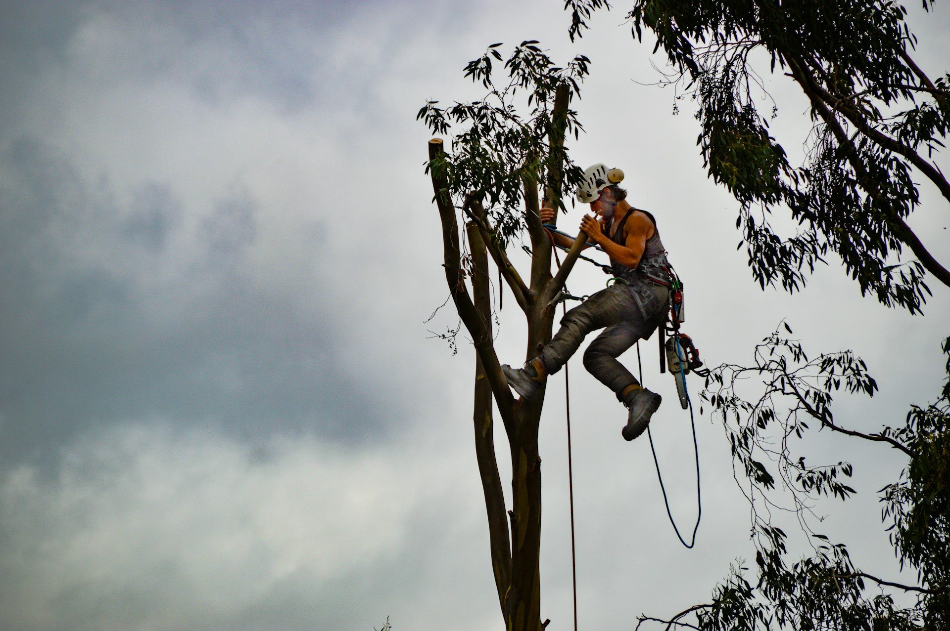 Career Profile: Arborist